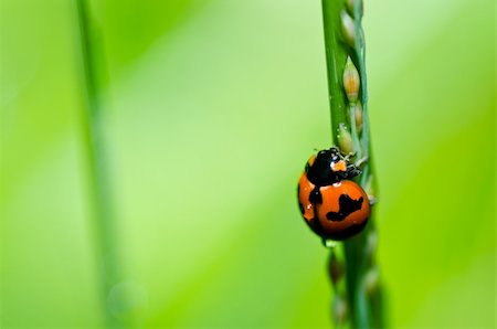 simsearch:400-06427911,k - ladybug in the green nature or in the garden Stock Photo - Budget Royalty-Free & Subscription, Code: 400-06062744