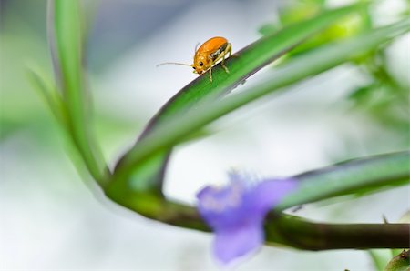 simsearch:400-06427911,k - orange beetle  and violet flower in green nature or the garden Stock Photo - Budget Royalty-Free & Subscription, Code: 400-06062747