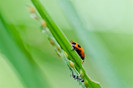 simsearch:400-06427911,k - ladybug in the green nature or in the garden Stock Photo - Budget Royalty-Free & Subscription, Code: 400-06062741