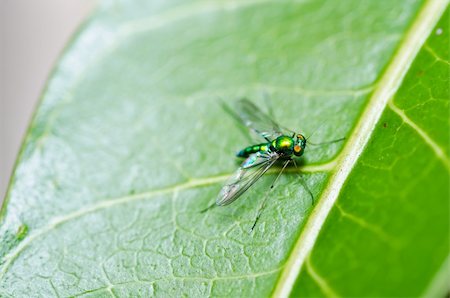 simsearch:400-04914873,k - long legs fly in green nature or in the city Stock Photo - Budget Royalty-Free & Subscription, Code: 400-06062759
