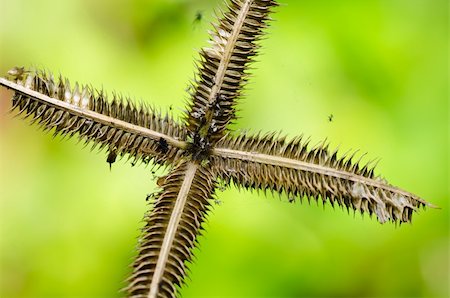 pou - Aphid insect weed in green nature or in the garden Photographie de stock - Aubaine LD & Abonnement, Code: 400-06062771