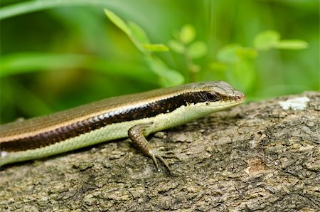 simsearch:400-04914866,k - Skink in garden or in green nature Stock Photo - Budget Royalty-Free & Subscription, Code: 400-06062780