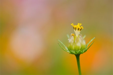 Close up of a single fading cosmos flower, Cosmos bipinnatus Photographie de stock - Aubaine LD & Abonnement, Code: 400-06063028
