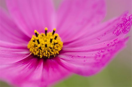 simsearch:400-04569116,k - Close-up of a single pink cosmos flower, Cosmos bipinnatus Photographie de stock - Aubaine LD & Abonnement, Code: 400-06063029