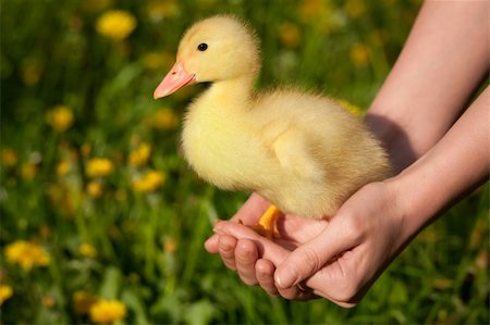 Little yellow duckling in human hands Stock Photo - Budget Royalty-Free & Subscription, Code: 400-06063055