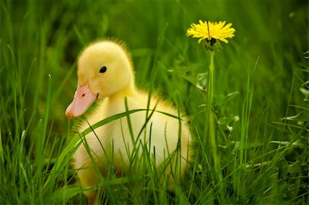 Little yellow duckling on the green grass Stock Photo - Budget Royalty-Free & Subscription, Code: 400-06063057