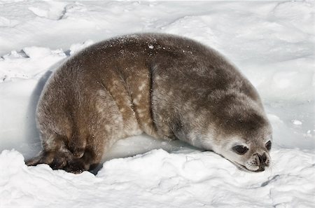 simsearch:400-04299241,k - baby seal in Antarctica Stock Photo - Budget Royalty-Free & Subscription, Code: 400-06063068