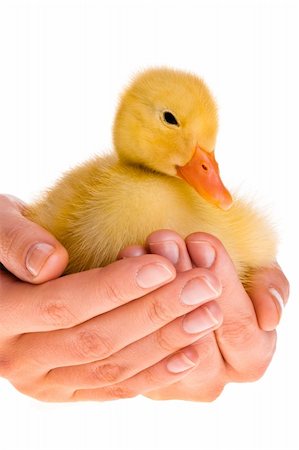 simsearch:400-04277046,k - Little yellow duckling in human hands Foto de stock - Royalty-Free Super Valor e Assinatura, Número: 400-06063074