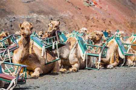 simsearch:400-06065304,k - Lanzarote, Canary Islands . Some dromedaries waiting for tourist at Timanfaya National Park . A volcanic landscape in background . Foto de stock - Super Valor sin royalties y Suscripción, Código: 400-06063122