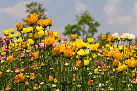 simsearch:400-05245245,k - Colorful  chrysanthemum  flowers in garden Foto de stock - Super Valor sin royalties y Suscripción, Código: 400-06063137