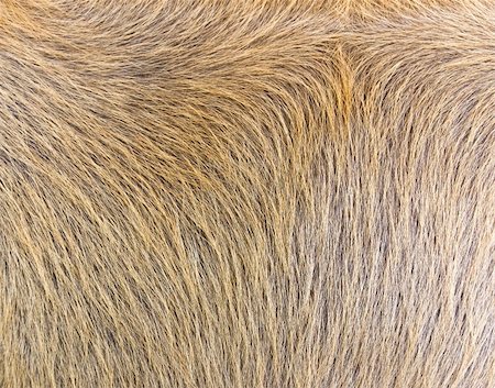 fur cow - close-up of  cow-hide texture Stock Photo - Budget Royalty-Free & Subscription, Code: 400-06063138