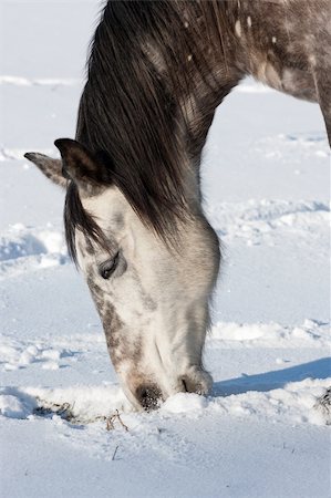 Horse in a cold winter pasture Fotografie stock - Microstock e Abbonamento, Codice: 400-06063165