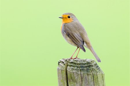 Robin perching on wooden stump with green backdrop Foto de stock - Super Valor sin royalties y Suscripción, Código: 400-06063305