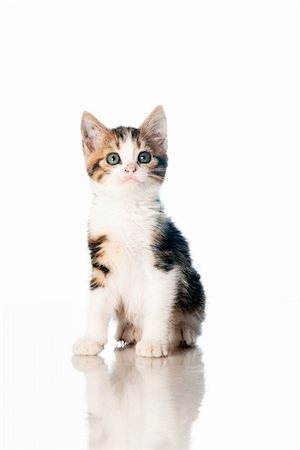 Small kitten age 1, isolated on white backdrop Foto de stock - Super Valor sin royalties y Suscripción, Código: 400-06063303