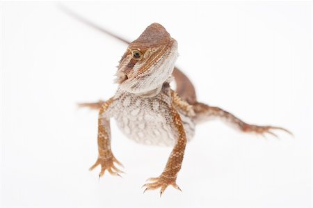 Juvenile Bearded dragon on pure white background Foto de stock - Royalty-Free Super Valor e Assinatura, Número: 400-06063334