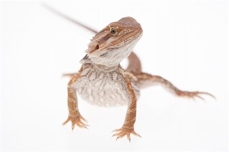 Juvenile Bearded dragon on pure white background Foto de stock - Royalty-Free Super Valor e Assinatura, Número: 400-06063335