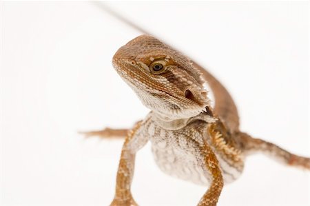 Juvenile Bearded dragon on pure white background Foto de stock - Royalty-Free Super Valor e Assinatura, Número: 400-06063333