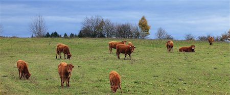 Herd of brown cattles grazing in an autumn field.The breed is Salers and is considered to be one of the oldest and most genetically pure of all European breeds.They are common in Auvergne region of France. Foto de stock - Super Valor sin royalties y Suscripción, Código: 400-06063465
