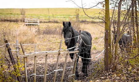 Skinny Horse outside in fenced yard area with ribs showing Stock Photo - Budget Royalty-Free & Subscription, Code: 400-06063507