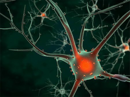 3D rendering of neurons in the brain Stock Photo - Budget Royalty-Free & Subscription, Code: 400-06063529