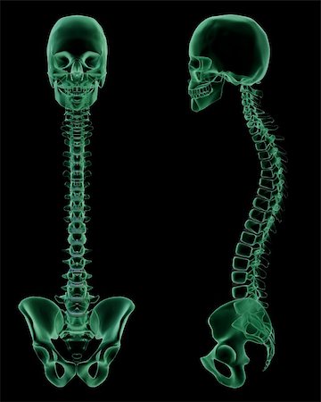 3D rendering. X-ray front and side view of  skeletal structure of the Skull, Spine and Pelvic Girdle. See my other images in this series. For Medical and educational purposes Stock Photo - Budget Royalty-Free & Subscription, Code: 400-06063533