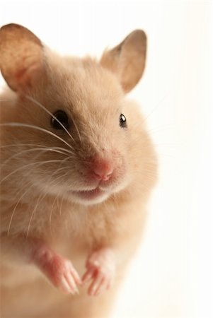 simsearch:400-04577365,k - House mouse indoors with soft light macro Photographie de stock - Aubaine LD & Abonnement, Code: 400-06063571