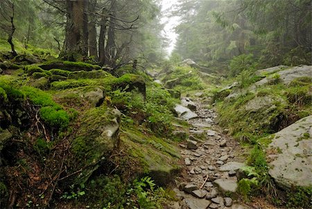 track in wilde forest in Carpathian mountains Stock Photo - Budget Royalty-Free & Subscription, Code: 400-06063632