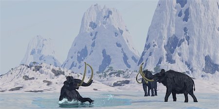 simsearch:400-04450374,k - A bull from a Woolly Mammoth herd struggles for survival after he falls through the ice on a frozen lake. Foto de stock - Royalty-Free Super Valor e Assinatura, Número: 400-06063728
