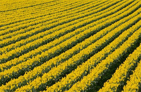 field of daffodil pictures - Lots of rows of flowering yellow daffodil flowers in a field. Stock Photo - Budget Royalty-Free & Subscription, Code: 400-06063884