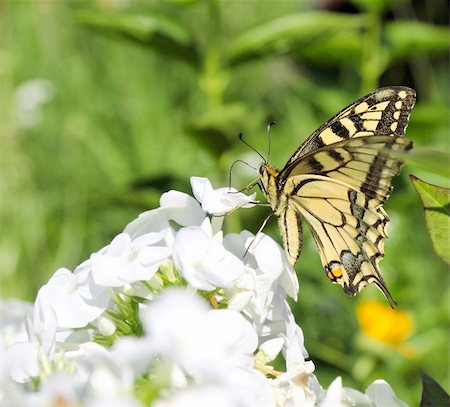 papilio machaon - Beautiful swallowtail butterfly (Papilio machaon) on phlox flower Foto de stock - Super Valor sin royalties y Suscripción, Código: 400-06063942