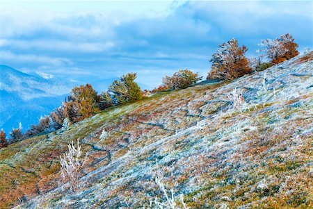 October Carpathian mountain Borghava plateau with first winter snow and autumn colorful bilberry bushes Stock Photo - Budget Royalty-Free & Subscription, Code: 400-06063999