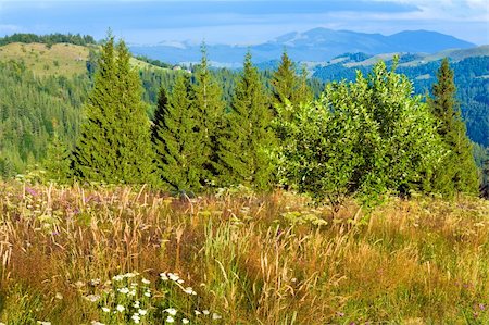 simsearch:400-05737744,k - Summer mountain landscape with flowering grassland in front Stock Photo - Budget Royalty-Free & Subscription, Code: 400-06063990