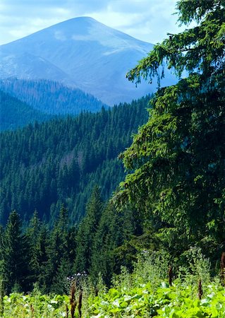 simsearch:400-05737744,k - Summer mountain landscape with big fir tree on Goverla Mount background Stock Photo - Budget Royalty-Free & Subscription, Code: 400-06063991