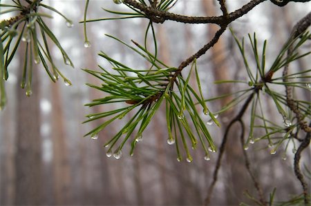 simsearch:6102-07602477,k - Water drops on pine-needle Foto de stock - Super Valor sin royalties y Suscripción, Código: 400-06074080