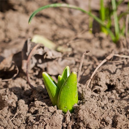 simsearch:400-08074641,k - Youthful green bud growing out of the ground in the flower garden Stock Photo - Budget Royalty-Free & Subscription, Code: 400-06074116