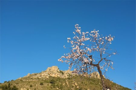 simsearch:400-06083036,k - Flowering almond tree amidst mountain landscape Stock Photo - Budget Royalty-Free & Subscription, Code: 400-06074129