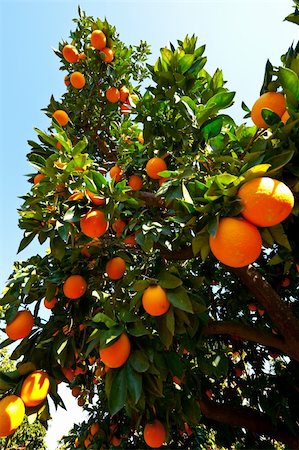 simsearch:841-05846117,k - Oranges on the Tree ready for Harvests Stockbilder - Microstock & Abonnement, Bildnummer: 400-06074196
