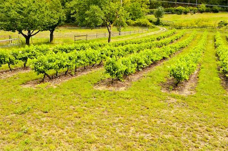 simsearch:400-06177113,k - Young Vineyard in Southern France, Region Rhone-Alpes Foto de stock - Royalty-Free Super Valor e Assinatura, Número: 400-06074198
