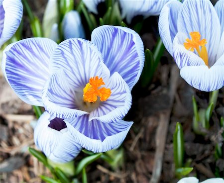 simsearch:400-04879383,k - Colorful crocuses blooming in early spring bed Photographie de stock - Aubaine LD & Abonnement, Code: 400-06074215