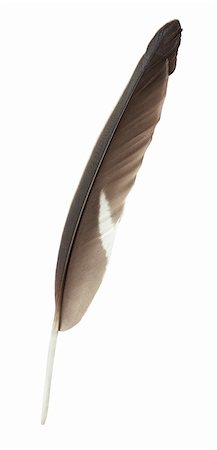 simsearch:400-05080016,k - Single dark feather isolated on white background Foto de stock - Super Valor sin royalties y Suscripción, Código: 400-06074498