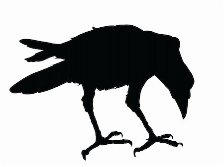 Raven detailed silhouette Photographie de stock - Aubaine LD & Abonnement, Code: 400-06074491