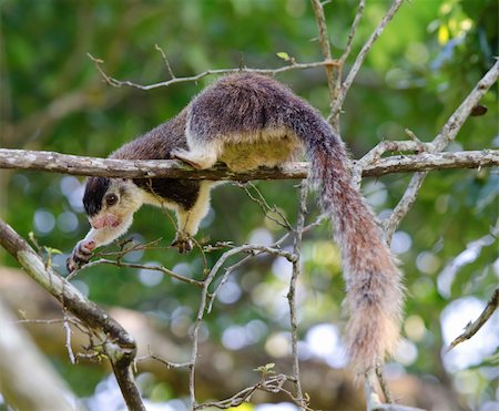 simsearch:400-07817825,k - Wild big giant squirrel deeds on leaves and buds. Selective focus on the eye. Stock Photo - Budget Royalty-Free & Subscription, Code: 400-06074507