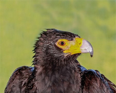 simsearch:400-07327298,k - Profile portrait of the head of an African Black Eagle looking to the right of the frame Photographie de stock - Aubaine LD & Abonnement, Code: 400-06074662