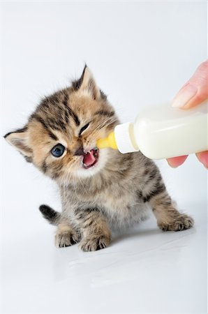 milk feeding small Scottish kitten from a bottle Foto de stock - Super Valor sin royalties y Suscripción, Código: 400-06074750