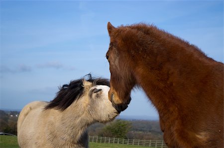 simsearch:400-07168060,k - Two ponies saying hello by nuzzling each other with blue sky behind them Stock Photo - Budget Royalty-Free & Subscription, Code: 400-06074921