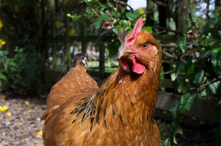 fleck - Close-up of a free range Buff Sussex hen Stock Photo - Budget Royalty-Free & Subscription, Code: 400-06074923