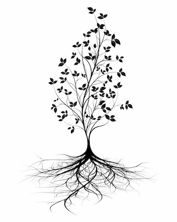 simsearch:400-05704843,k - young tree with roots, white background, black silhouette with leaves, vertical vector shape Stockbilder - Microstock & Abonnement, Bildnummer: 400-06075020