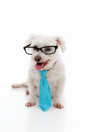 simsearch:673-08139173,k - Intelligent looking maltese terrier wears a blue tie and black rim eye glasses.  White background. Foto de stock - Super Valor sin royalties y Suscripción, Código: 400-06075059