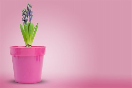 hyacinth inside a pot over a pink background Stock Photo - Budget Royalty-Free & Subscription, Code: 400-06075433