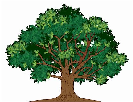 Vector illustration of old green oak tree Photographie de stock - Aubaine LD & Abonnement, Code: 400-06075722